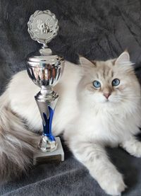 Champion International Cait-Lynn vom Brehmer-Clan