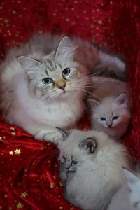 Amy-Lee kuschelt mit ihren Kitten